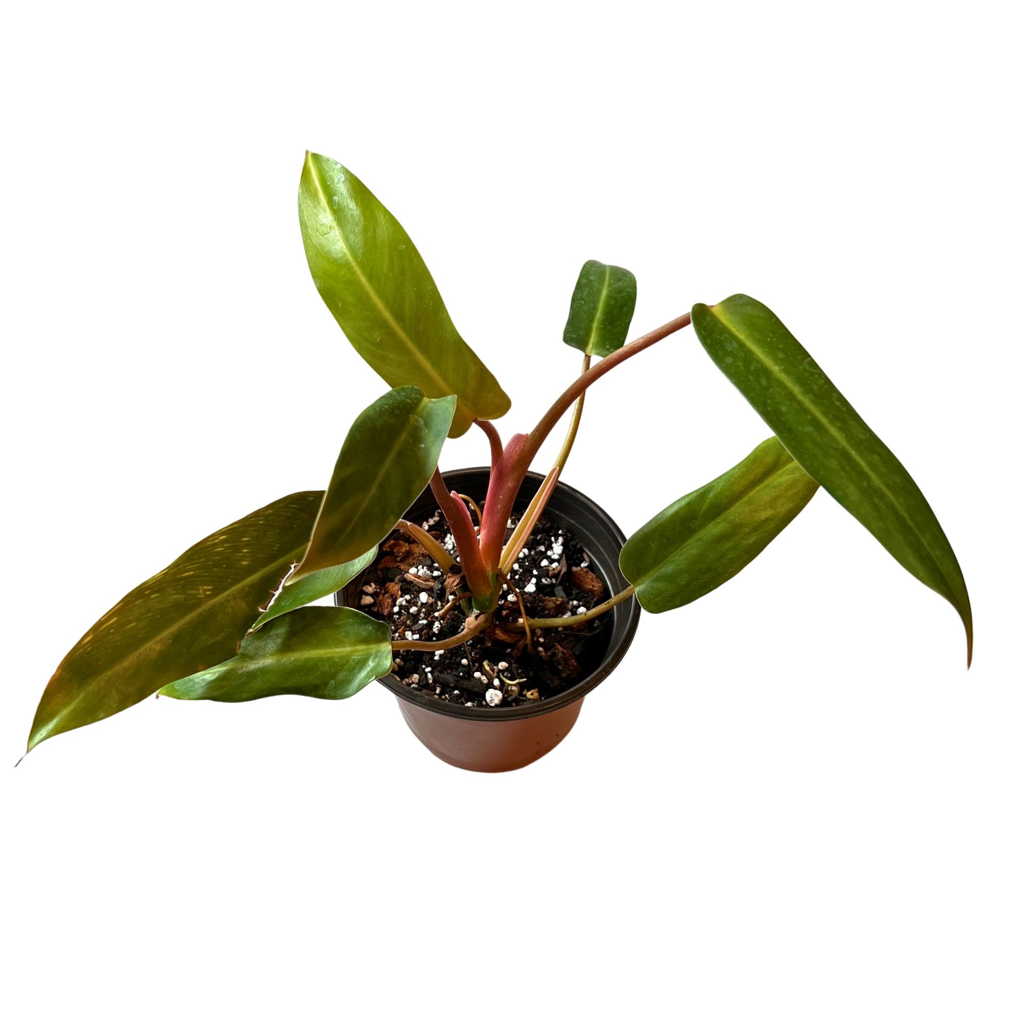 Philodendron Mexicanum
