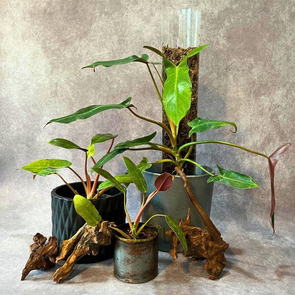 Filodendro Mexicanum - Medio Filodendro Mexicanum - Medio