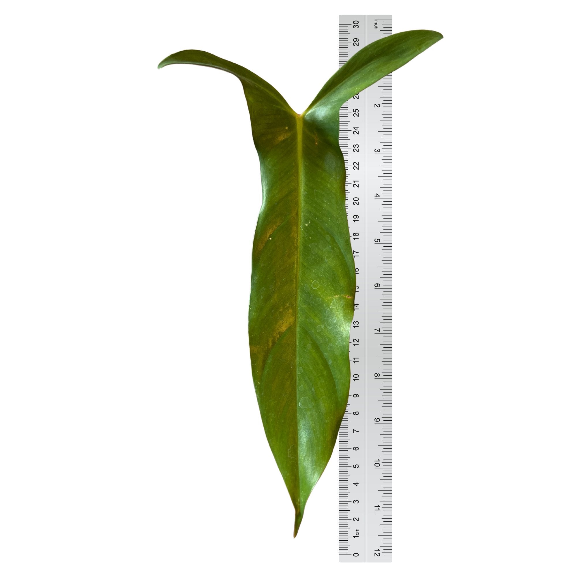 Philodendron Mexicanum