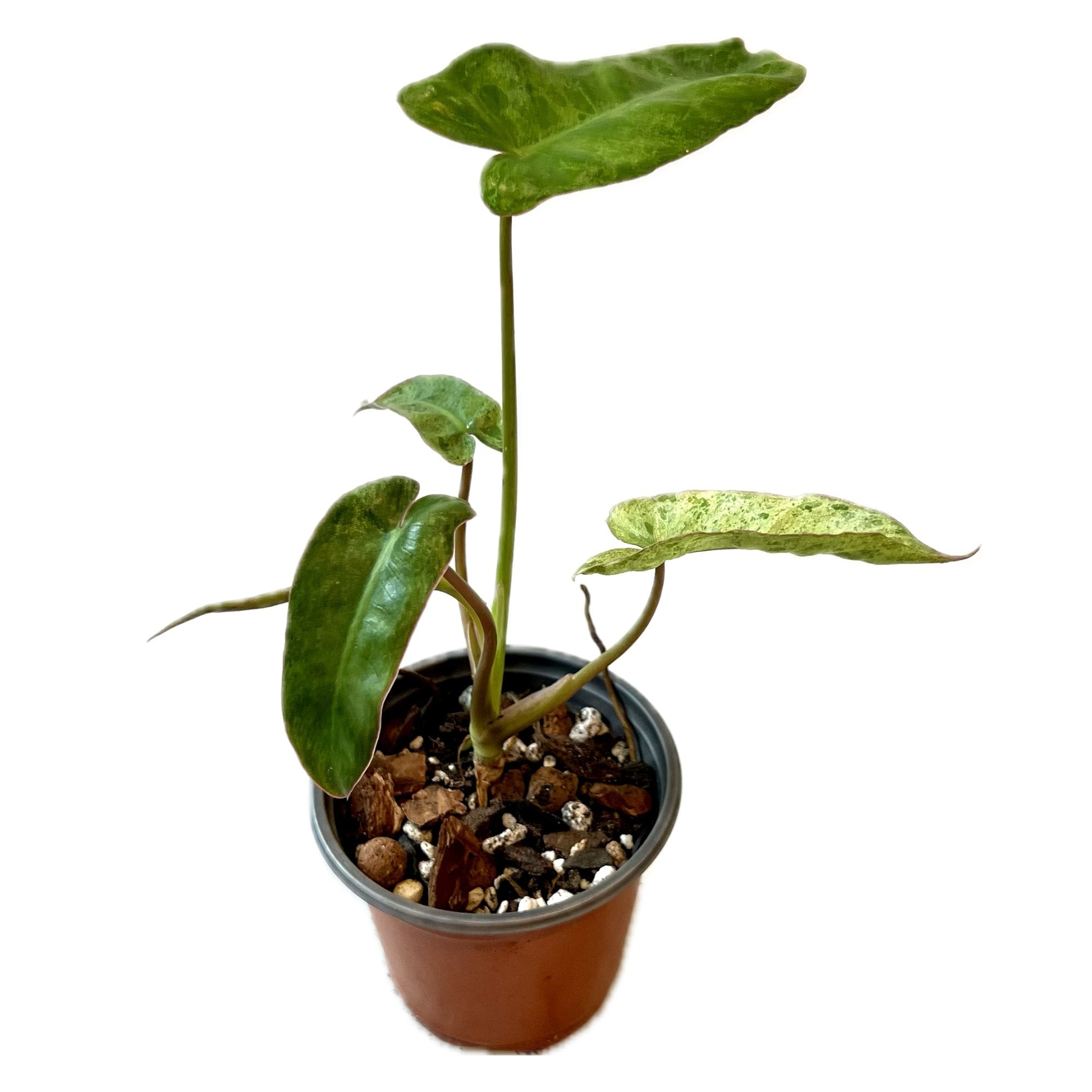 Philodendron Paraiso Verde