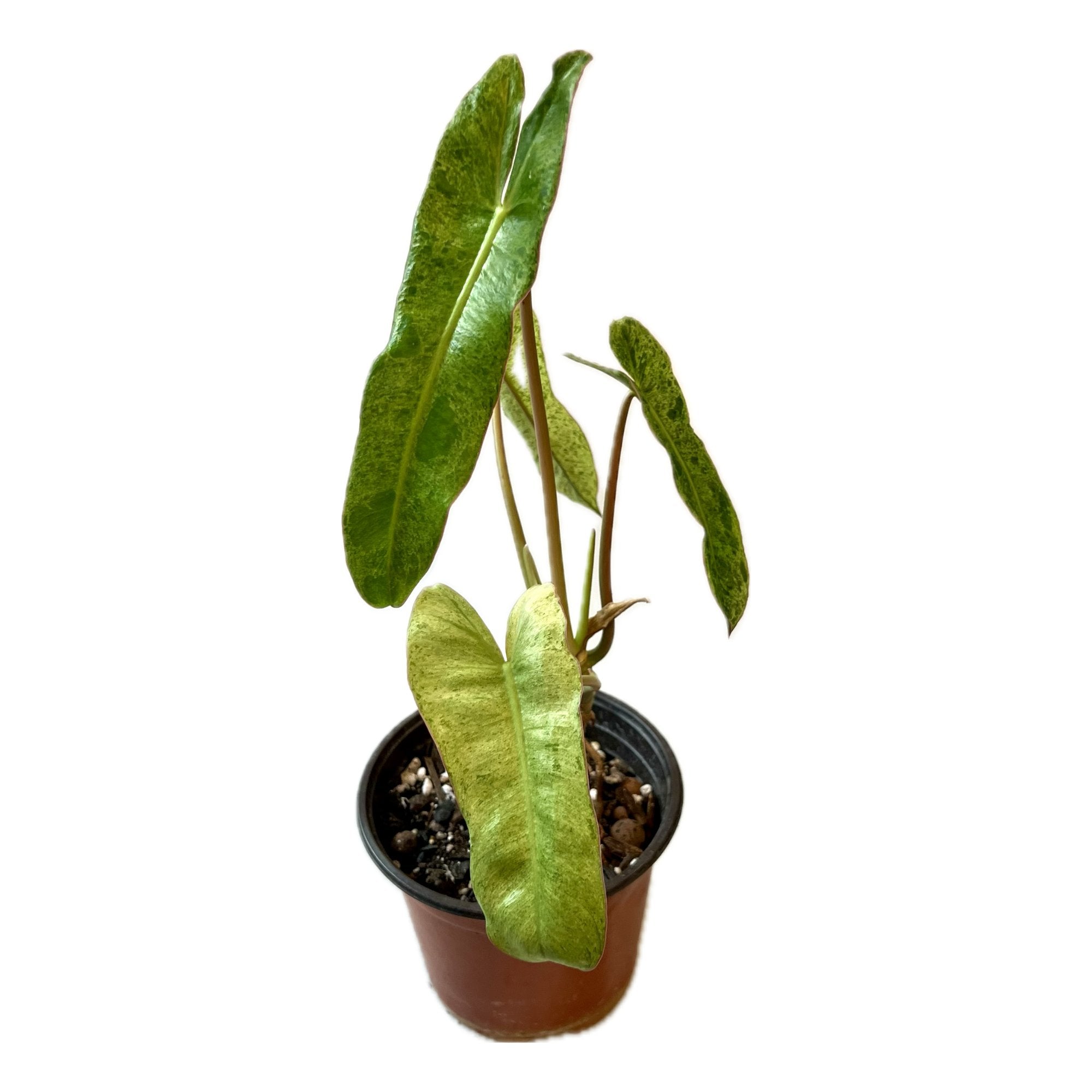 Philodendron Paraiso Verde