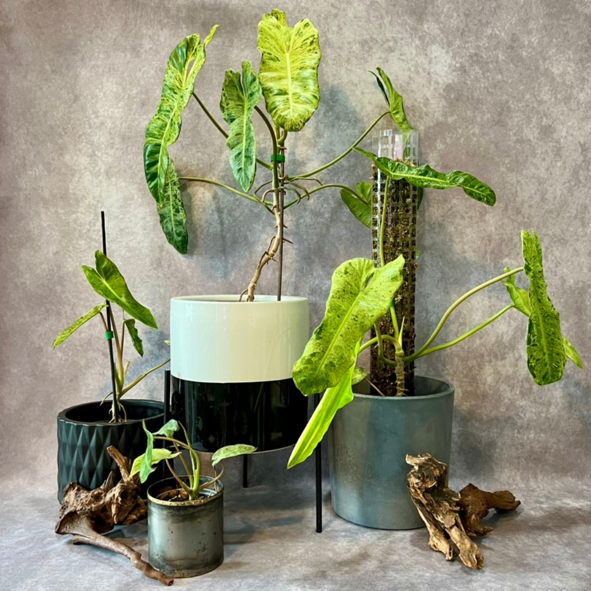 Philodendron Paraiso Verde