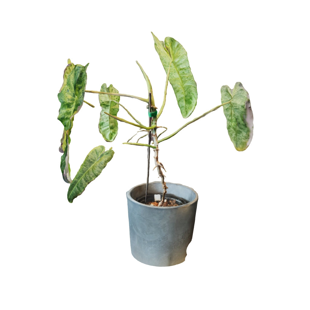 Philodendron Paraiso Verde