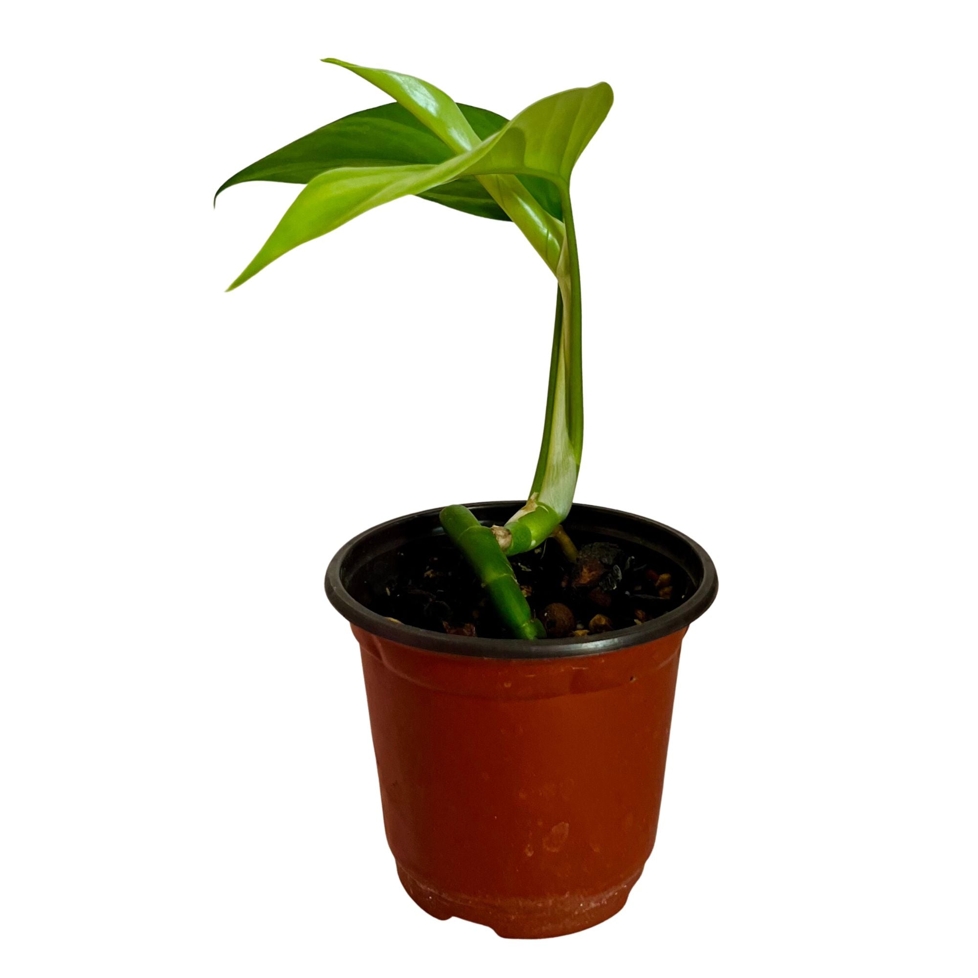 Rhaphidophora Pertusa