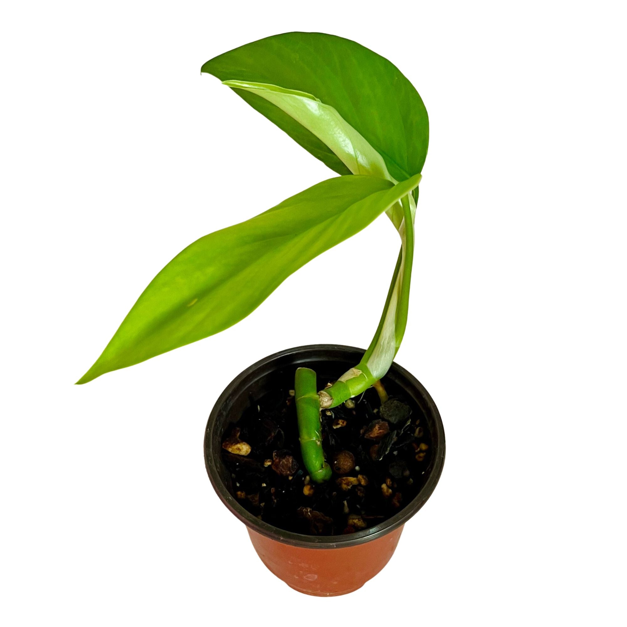 Rhaphidophora Pertusa