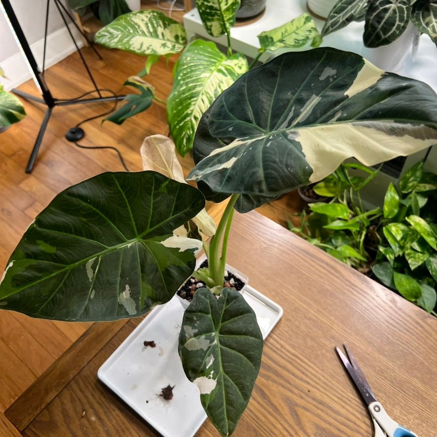 Variegated Alocasia Regal Shield Corms