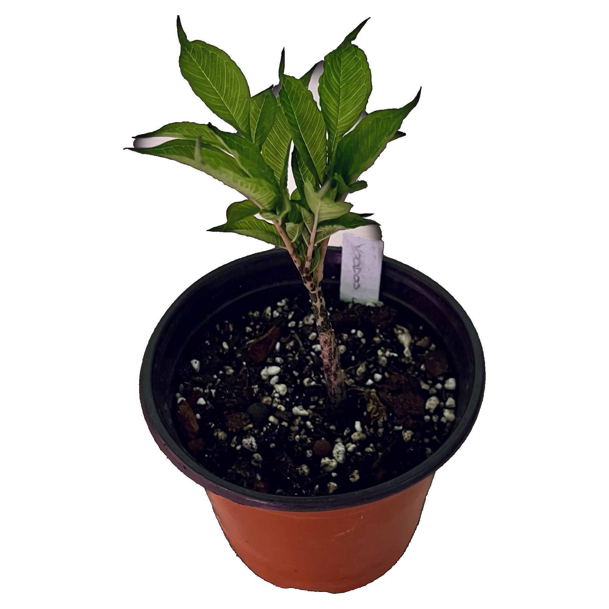 Amorphophallus Konjac "Voodoo Lily" in 6" pot