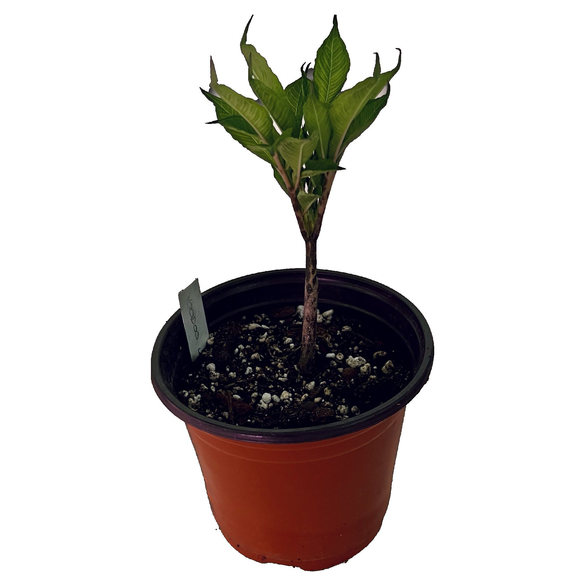 Amorphophallus Konjac "Voodoo Lily" in 6" pot