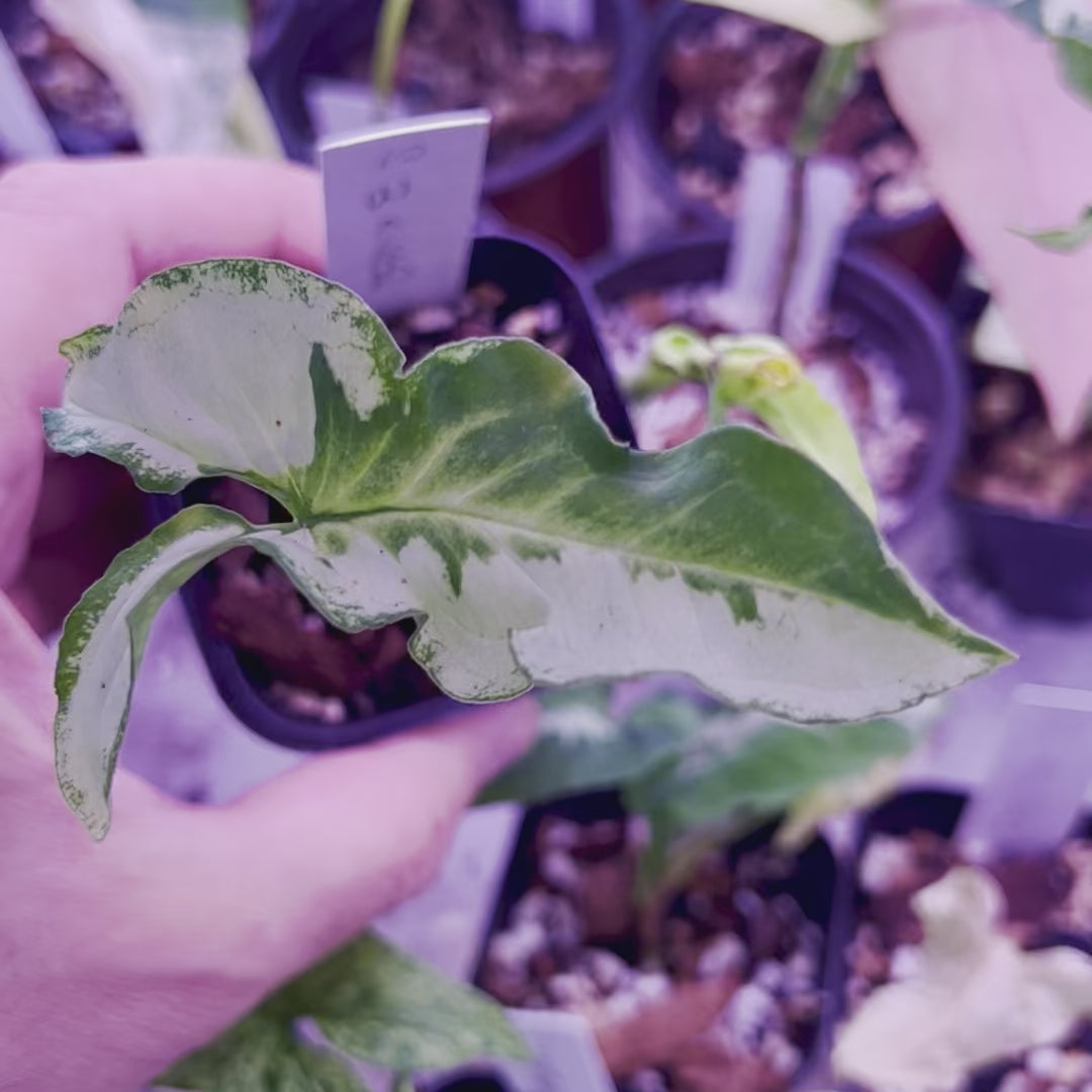 Syngonium Three Kings - Starter