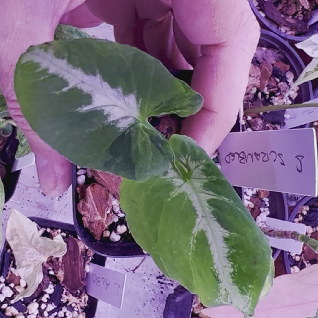 Syngonium Scrambled Eggs - Starter