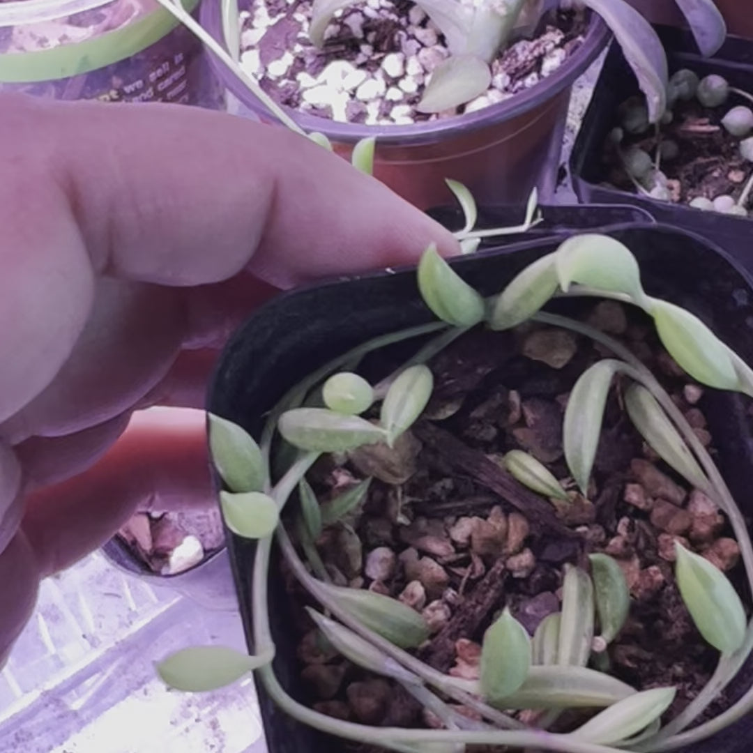 String Of Bananas - Starter