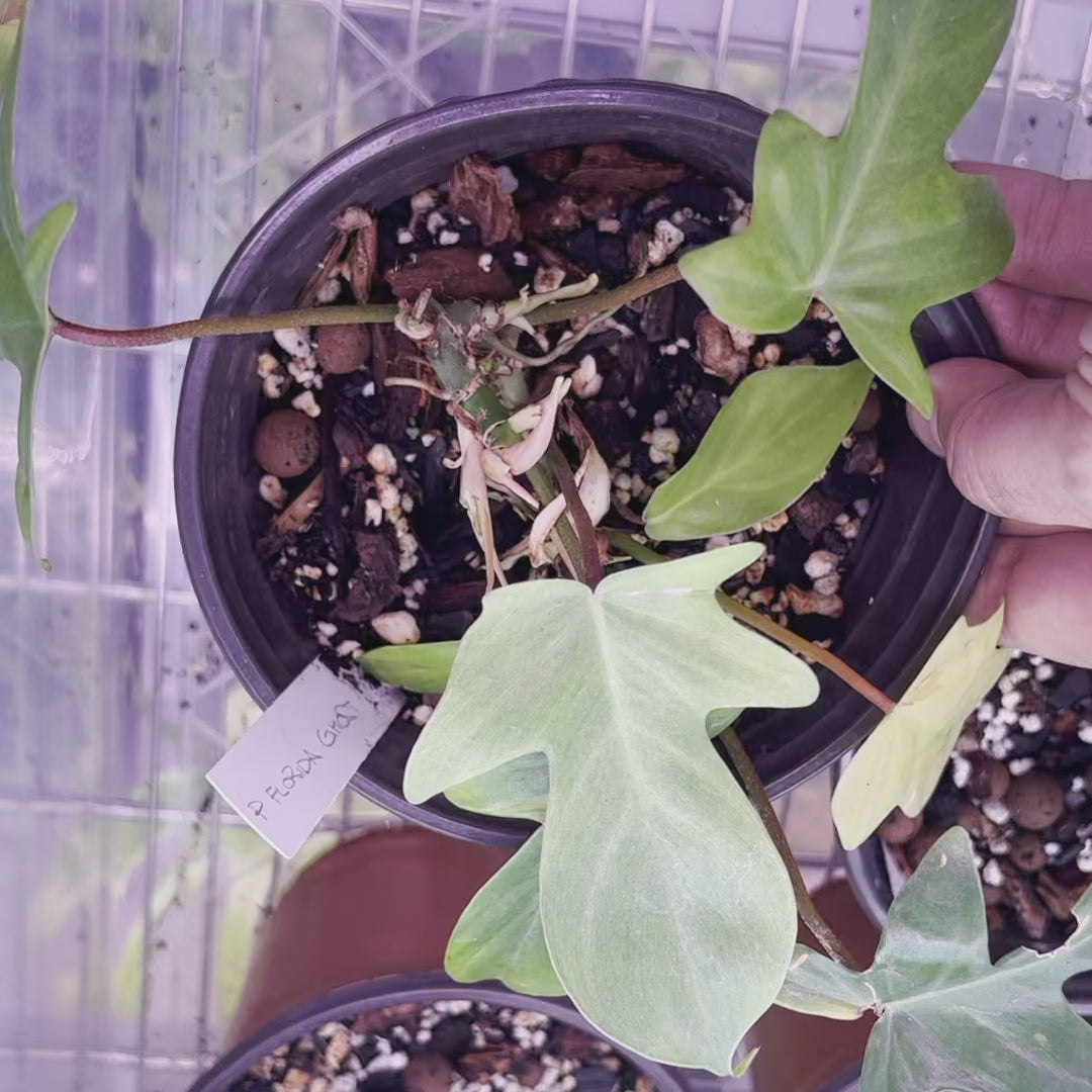 Fantasma de Philodendron Florida - Medio