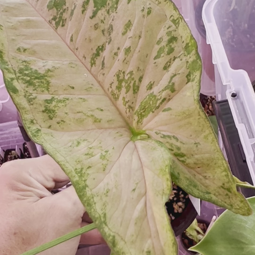 Syngonium Pink Flecked - Small