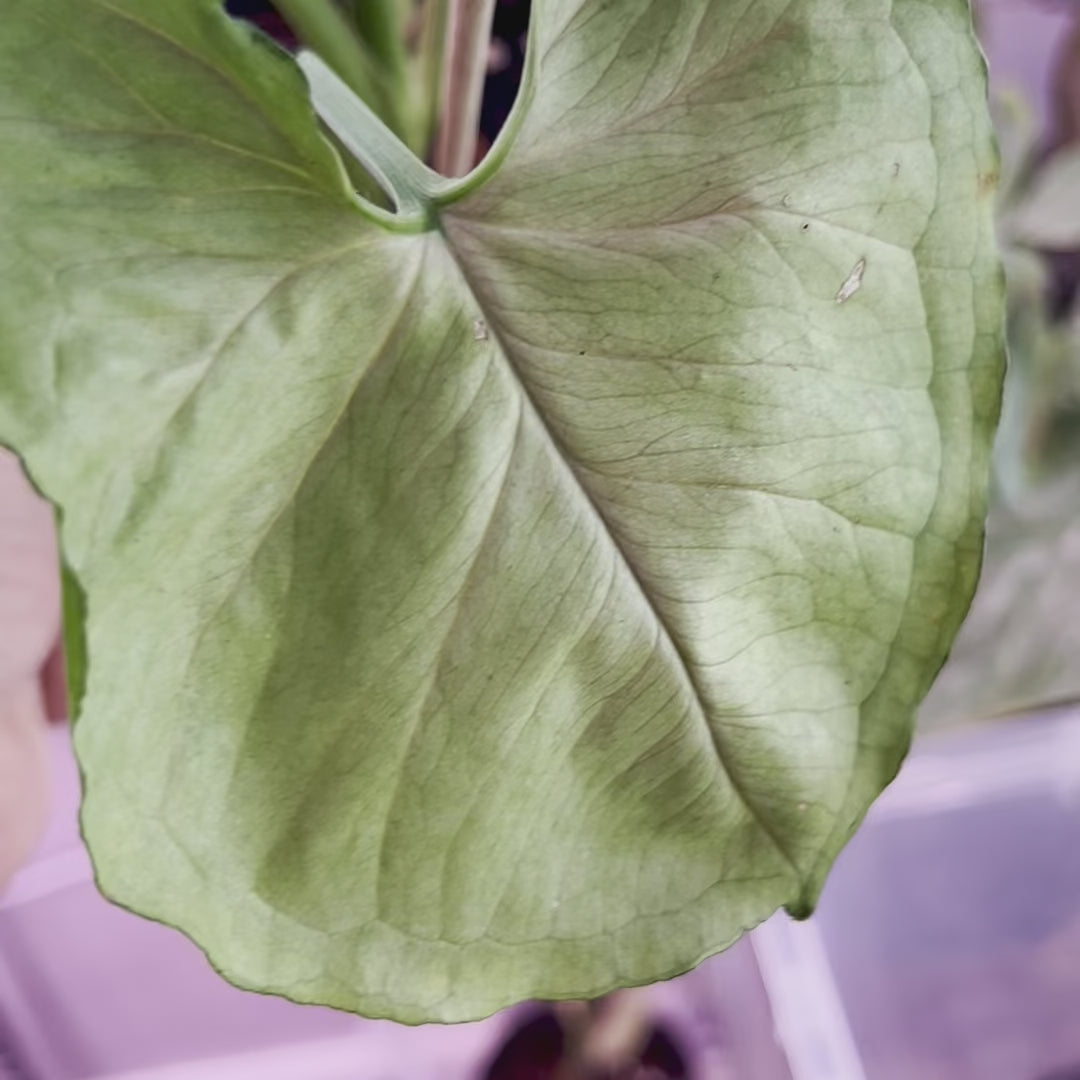 Syngonium Mango Allusion - Medium