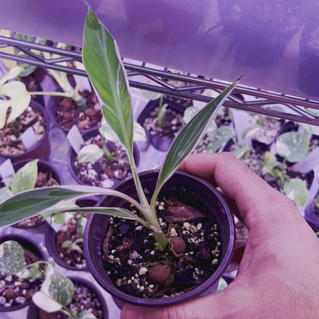 Musa Florida Variegated - Small