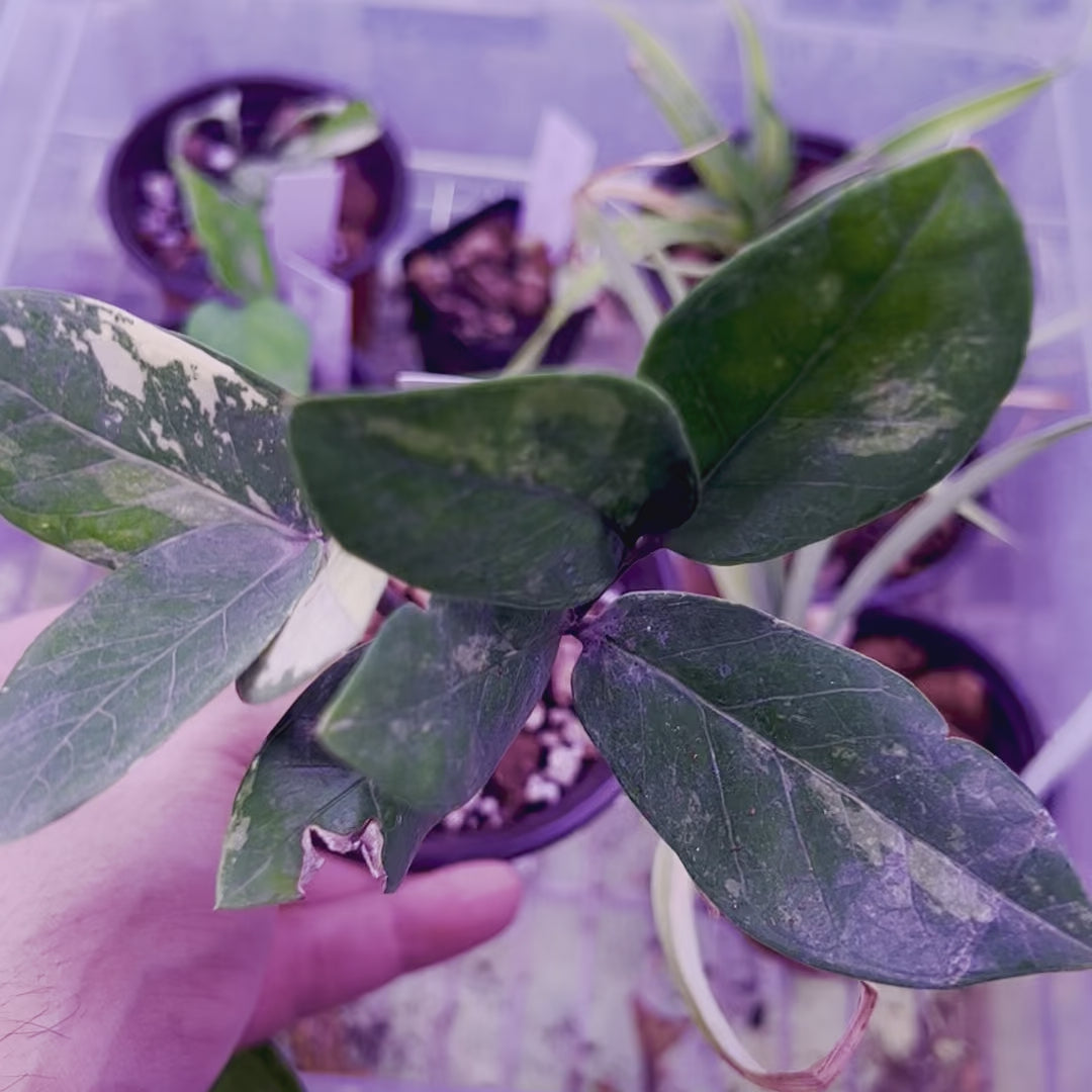 Planta ZZ Variegada - Pequeña