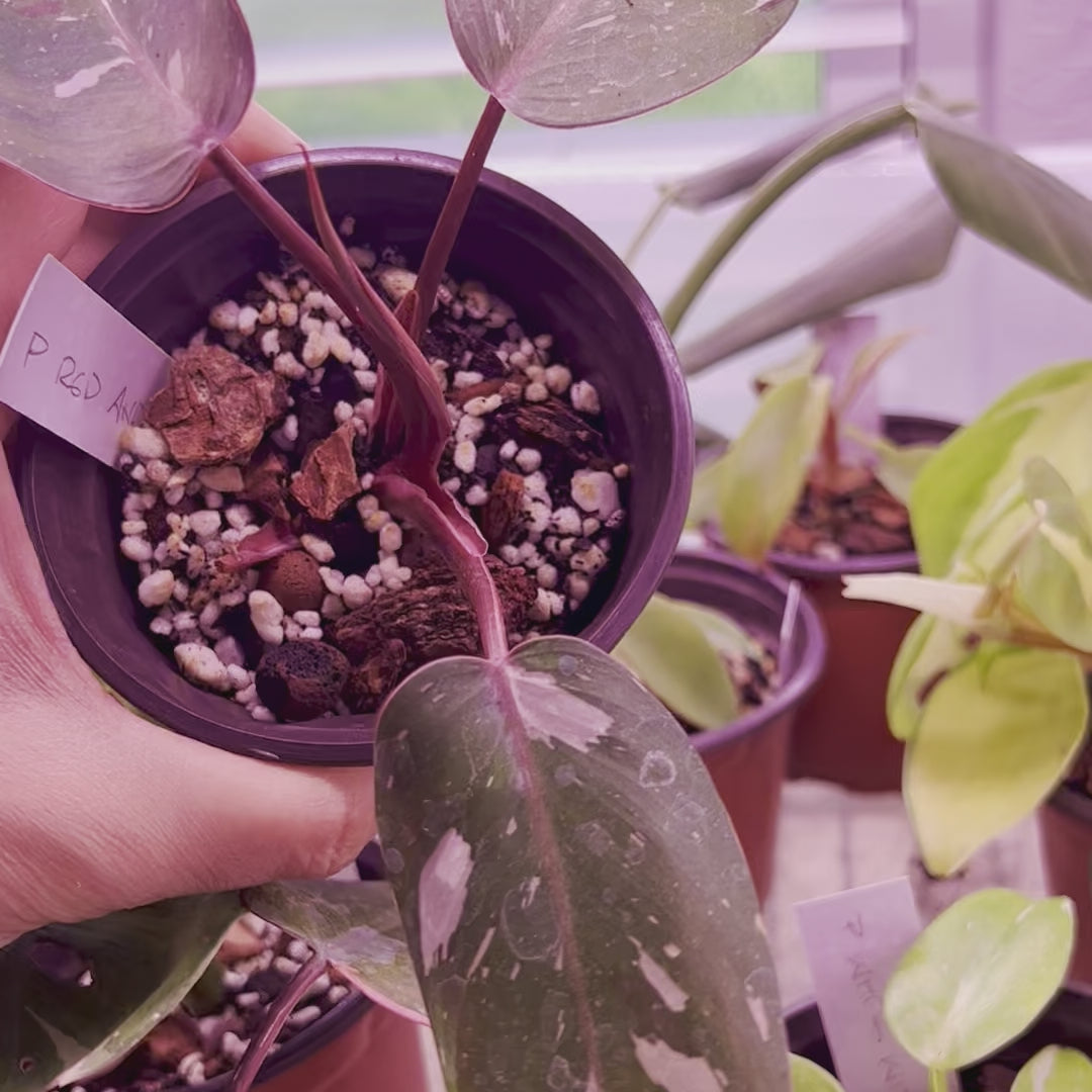 Philodendron Red Anderson - Small