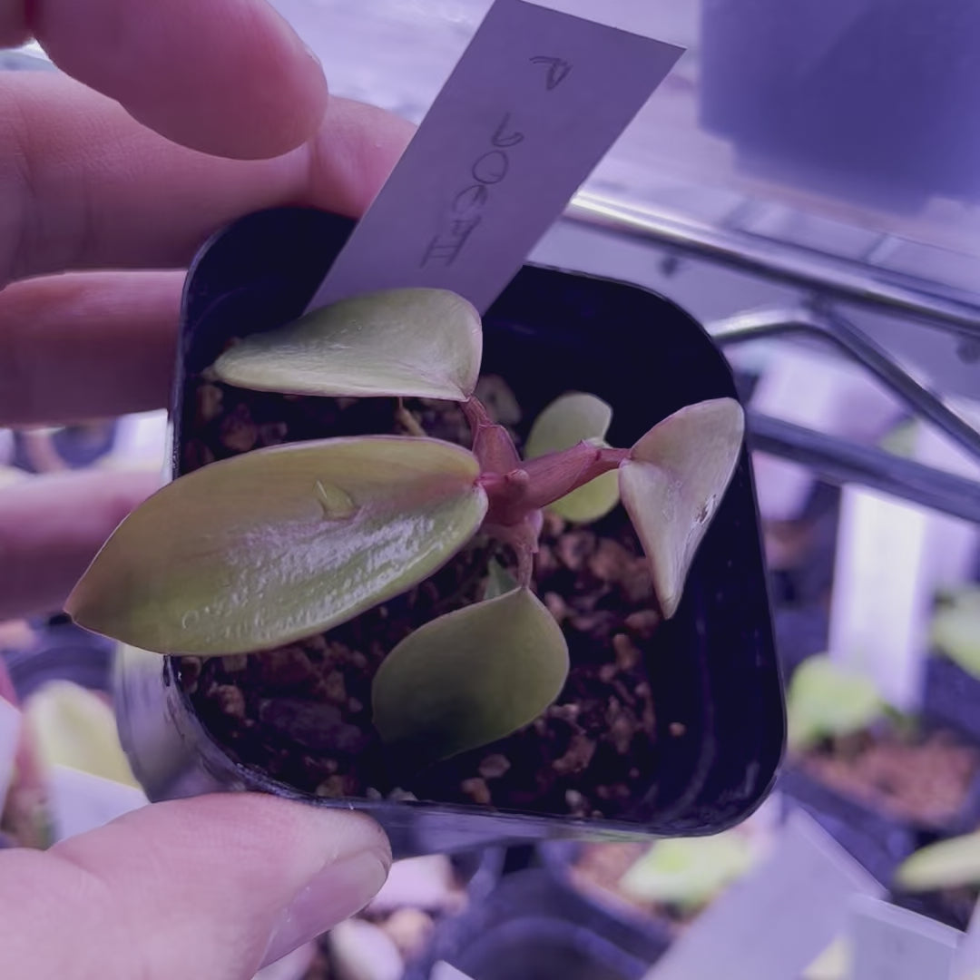 Philodendron Joepii - Starter