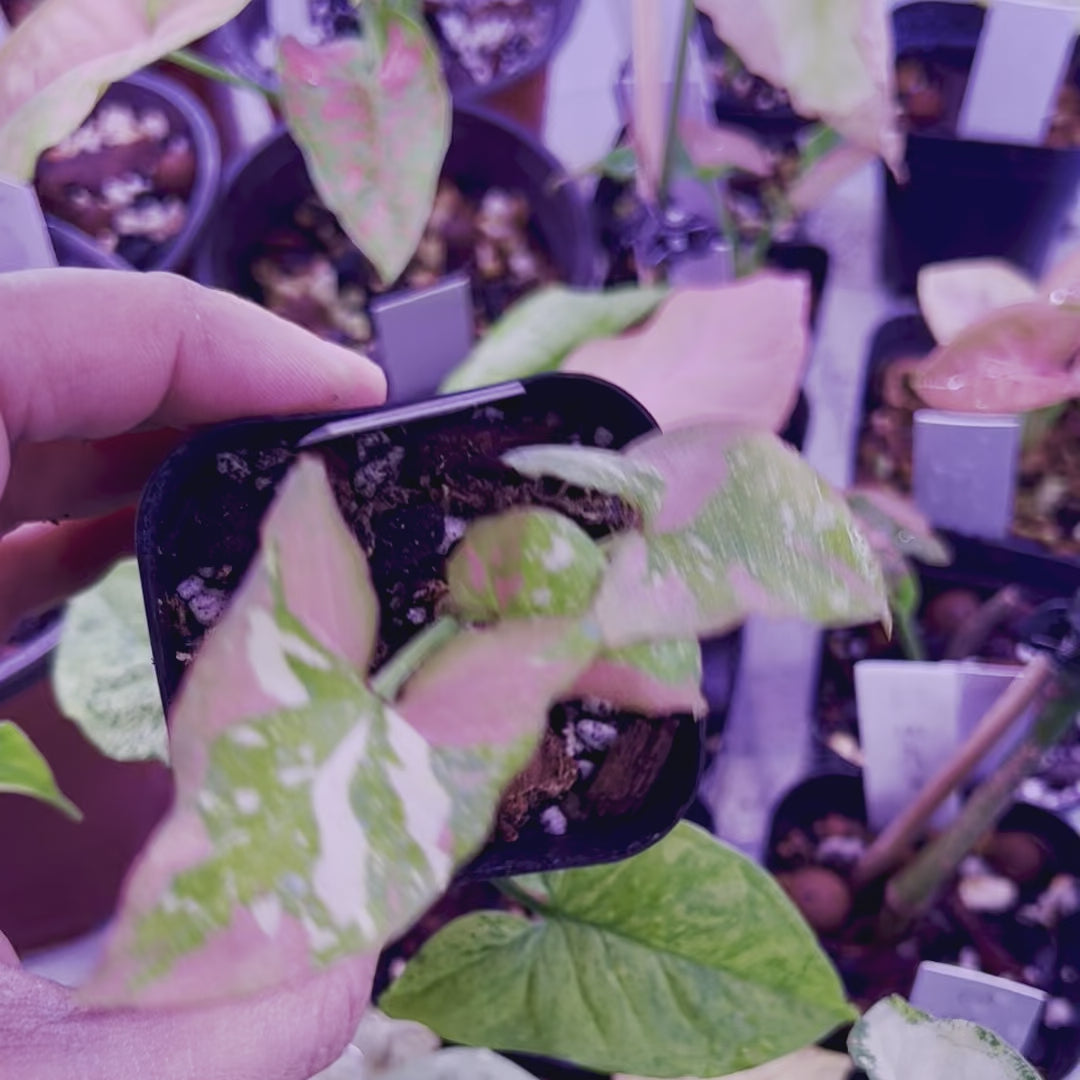 Syngonium Red Spot Tricolor - Starter