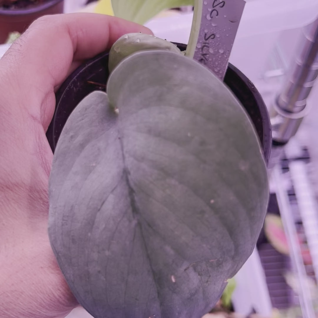 Scindapsus Silver Platinum - Small