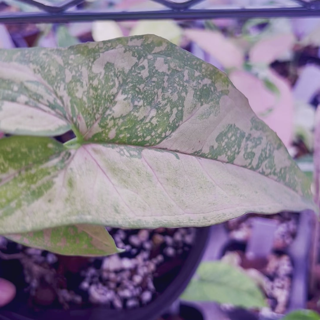 Syngonium Pink Splash - Medium