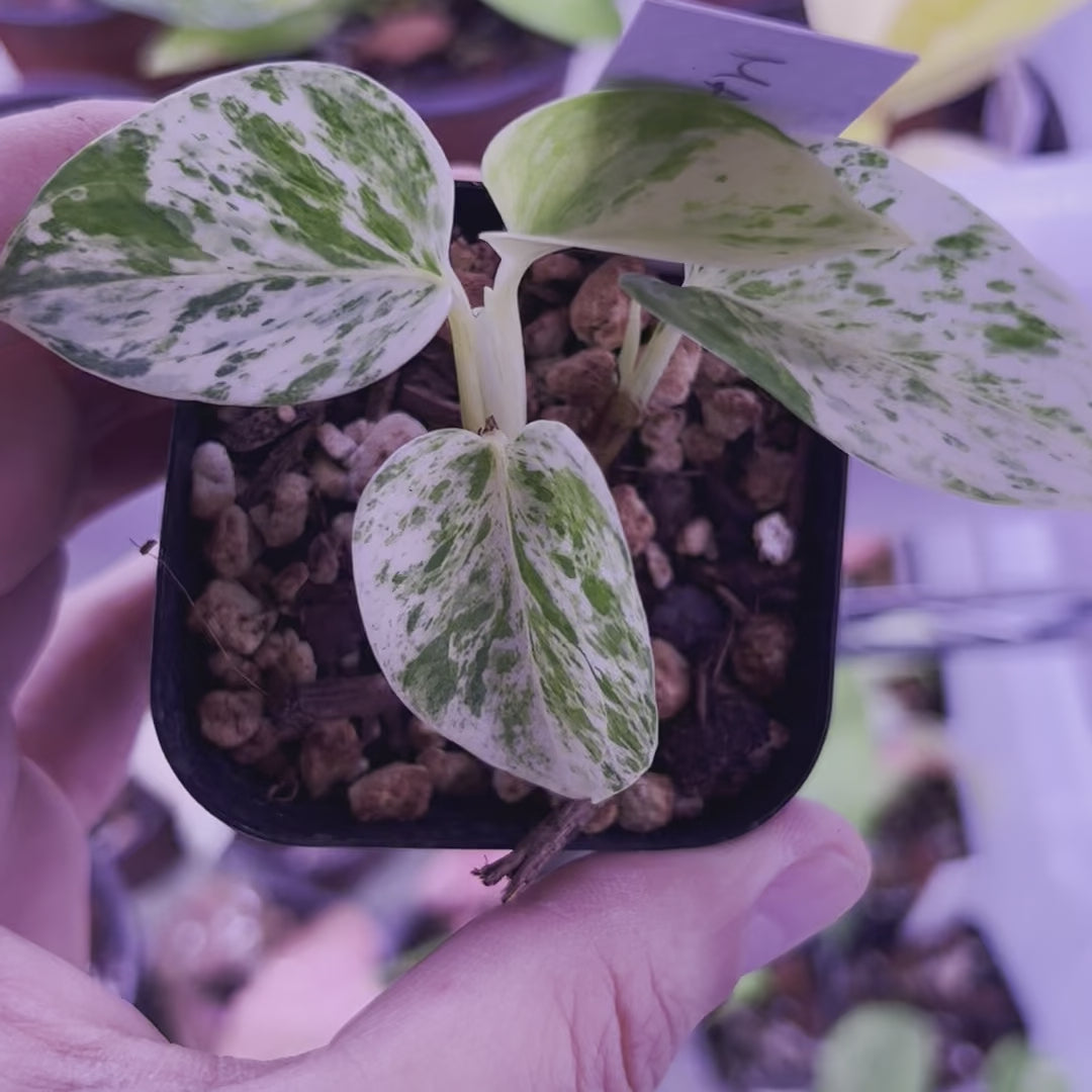 Marble Queen Pothos - Starter