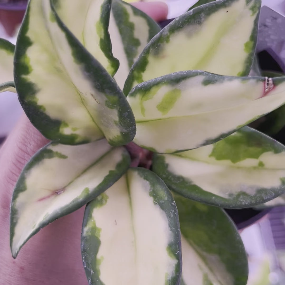 Hoya Krimson Princess - Small