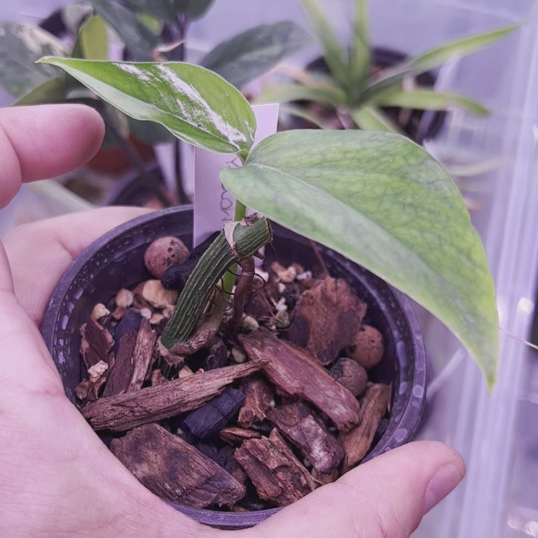 Epipremnum Llama Amarilla Aurea - Pequeña