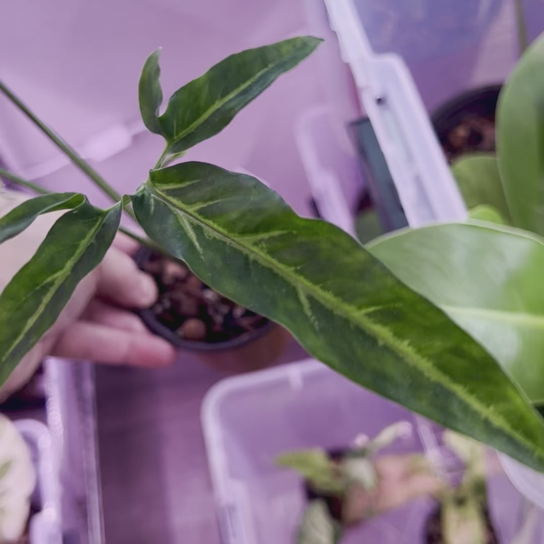 Syngonium Little Star - Small