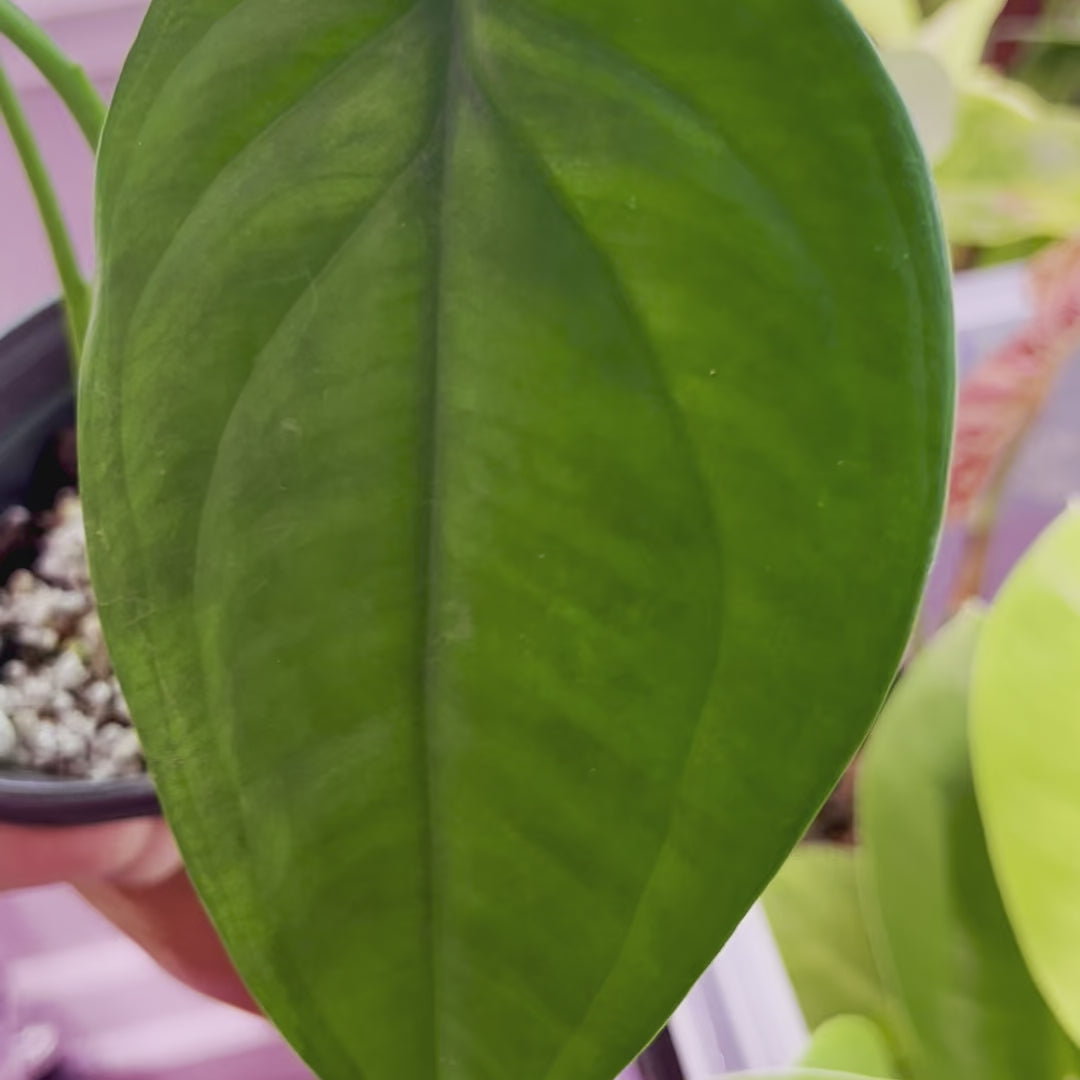 Syngonium Chiapense - Medio