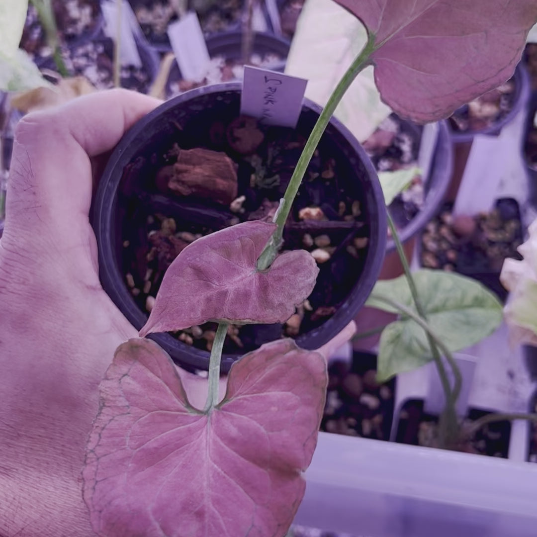 Syngonium Pink Marble - Small
