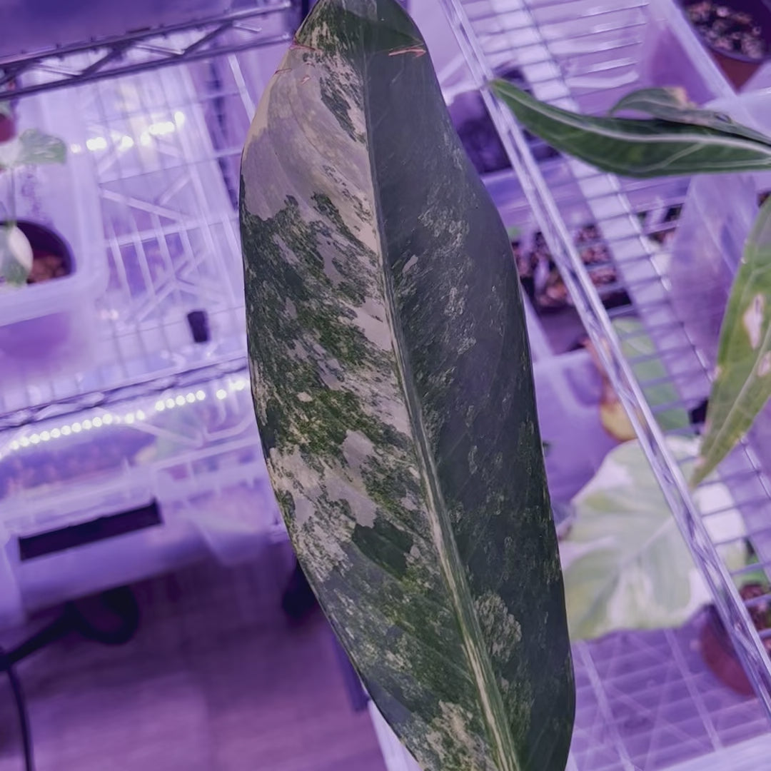 Dieffenbachia Daguensis Aurea - Mediana