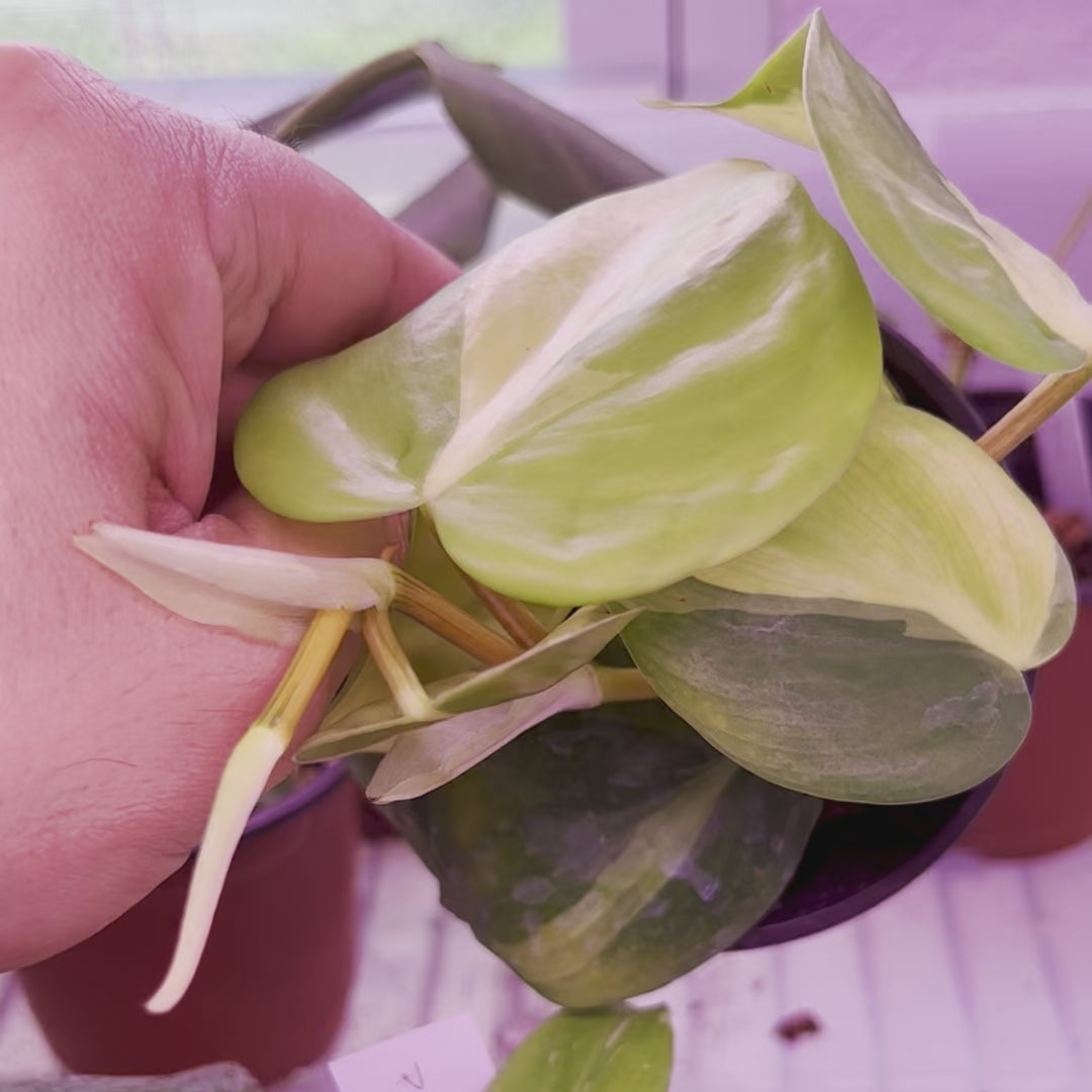 Philodendron Brasil - Small