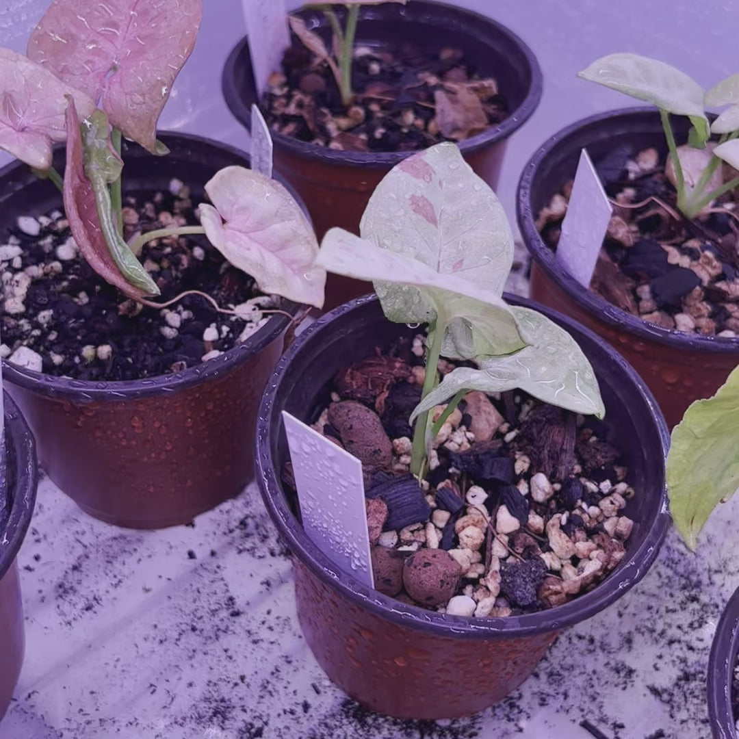 Syngonium Milk Confetti - Small