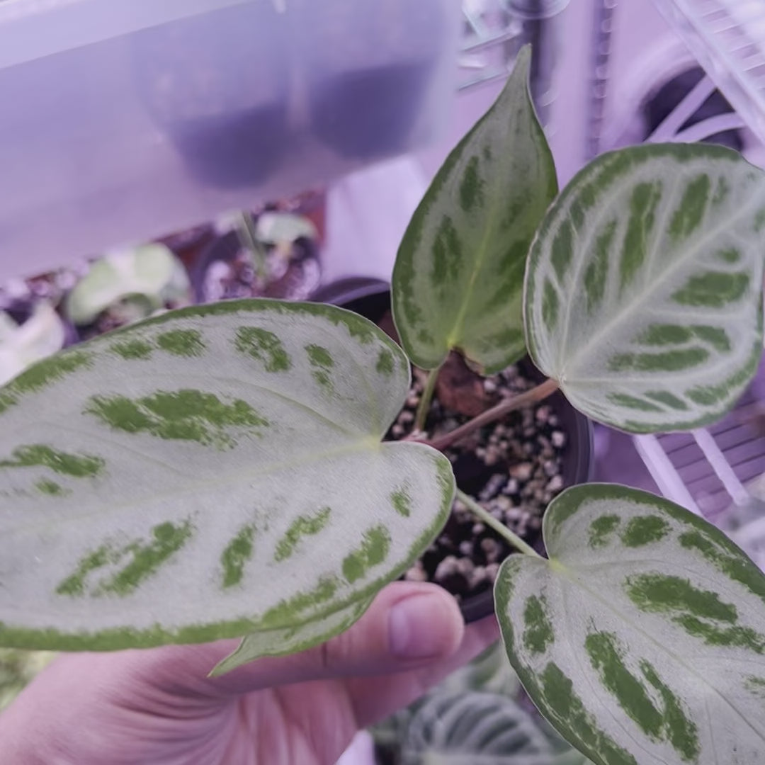 Rubor plateado Anthurium - Pequeño