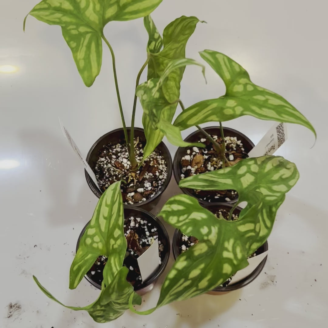 Cercestis Mirabilis - Small