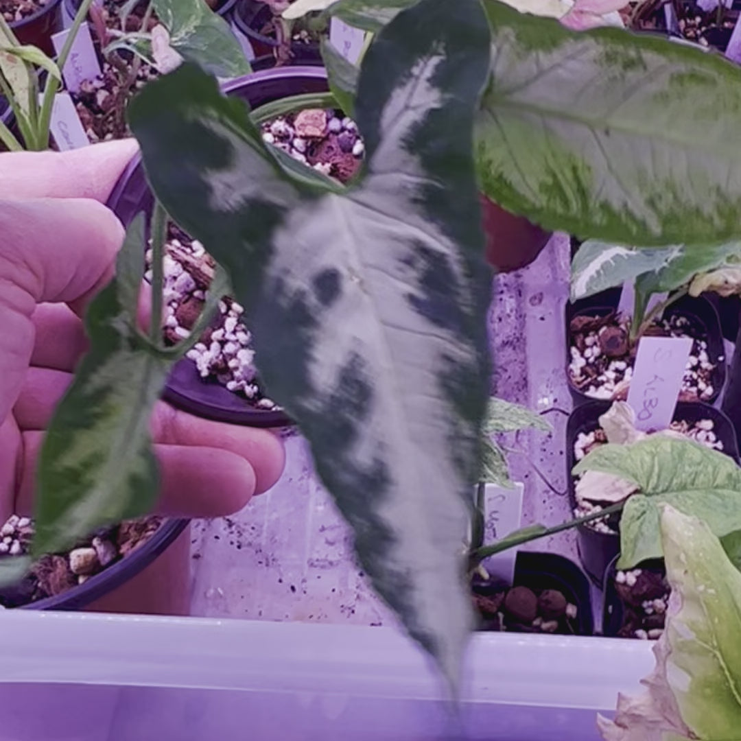 Pie de ganso Syngonium - Pequeño