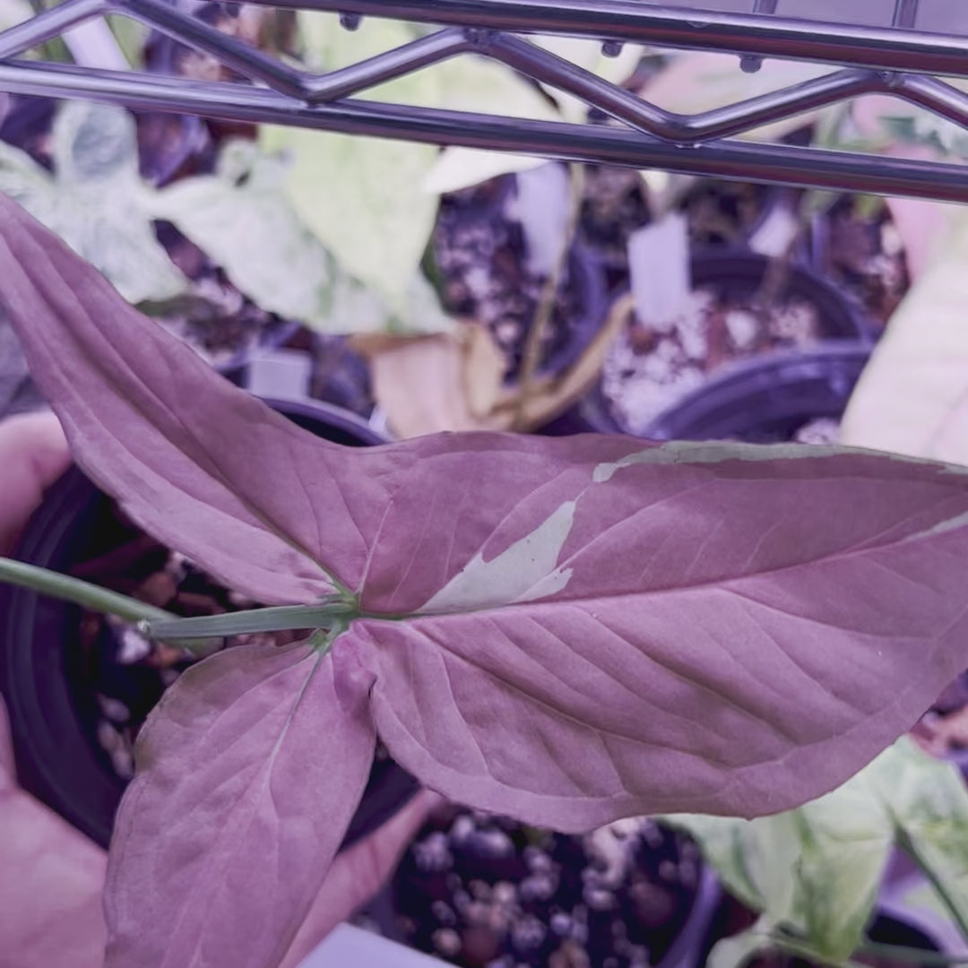Syngonium Strawberry Milk - Small
