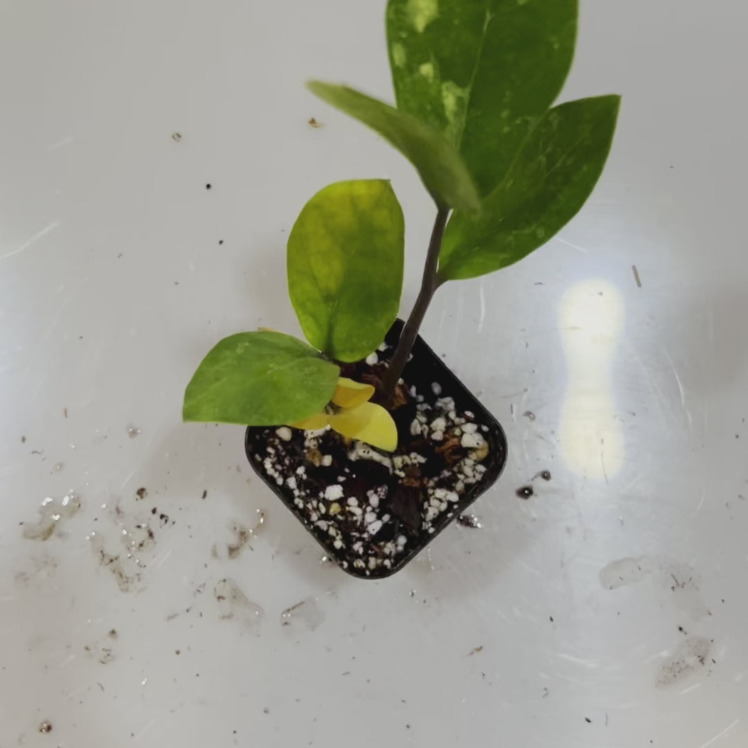 ZZ Plant Variegated - Starter