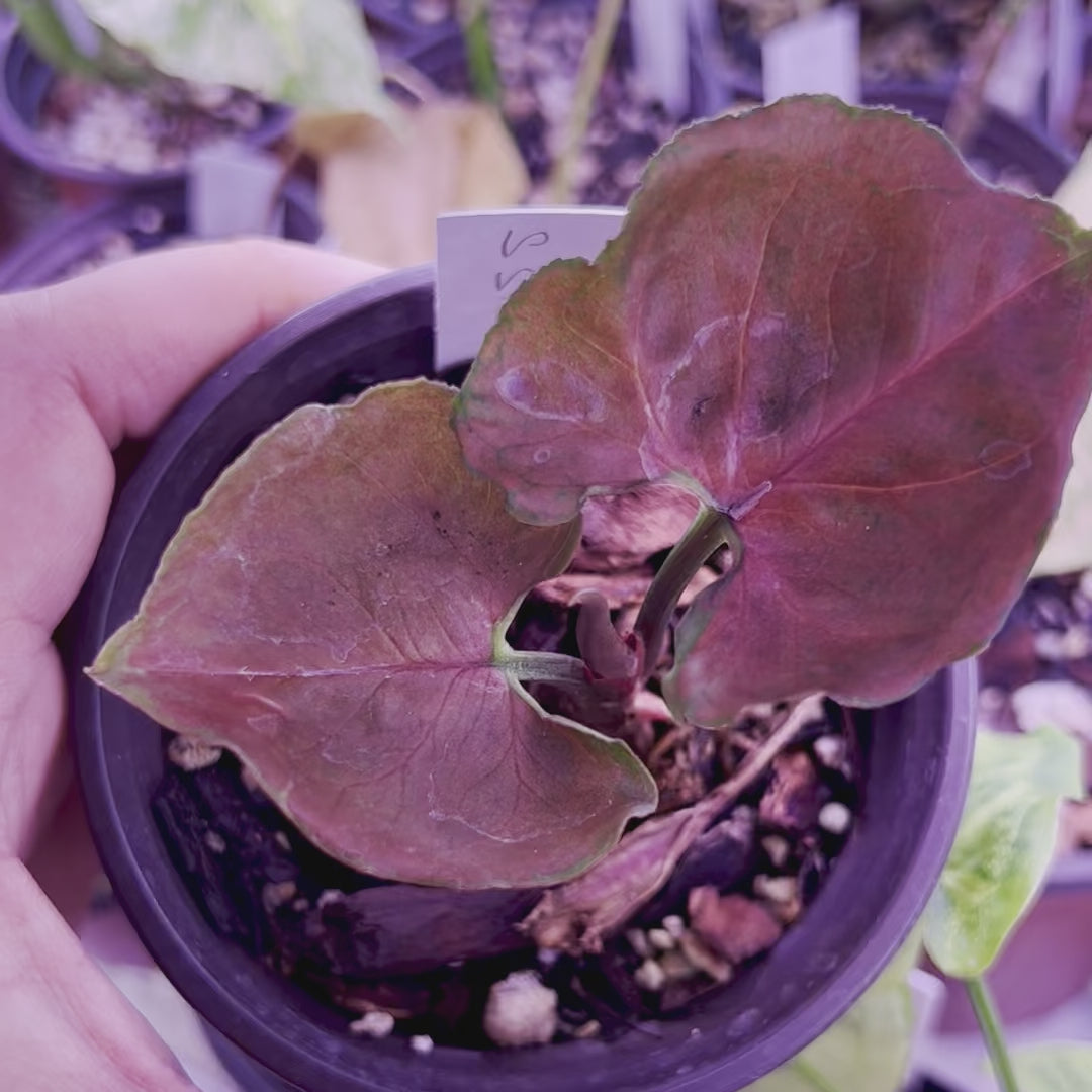 Hielo de fresa Syngonium - Pequeño