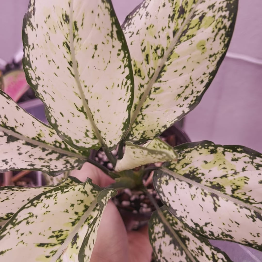 Aglaonema Snow White - Small