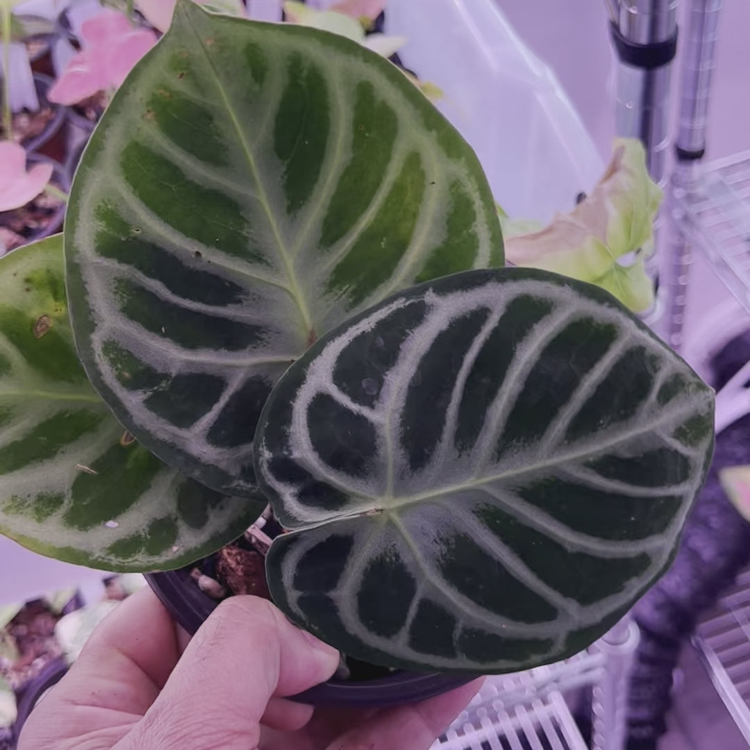 Anthurium Dorayaki - Mediano