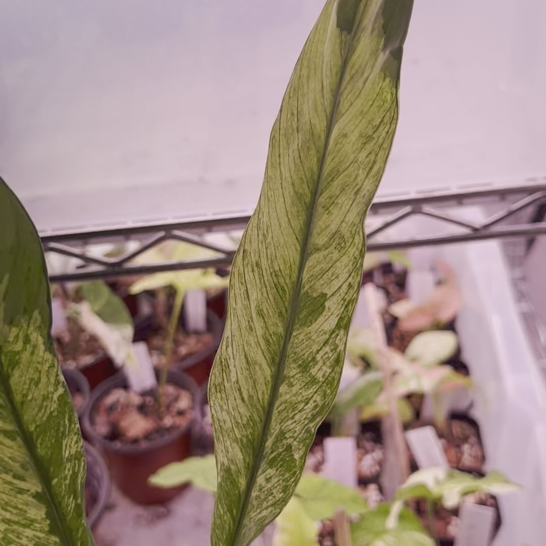 Peace Lily Variegated - Medium
