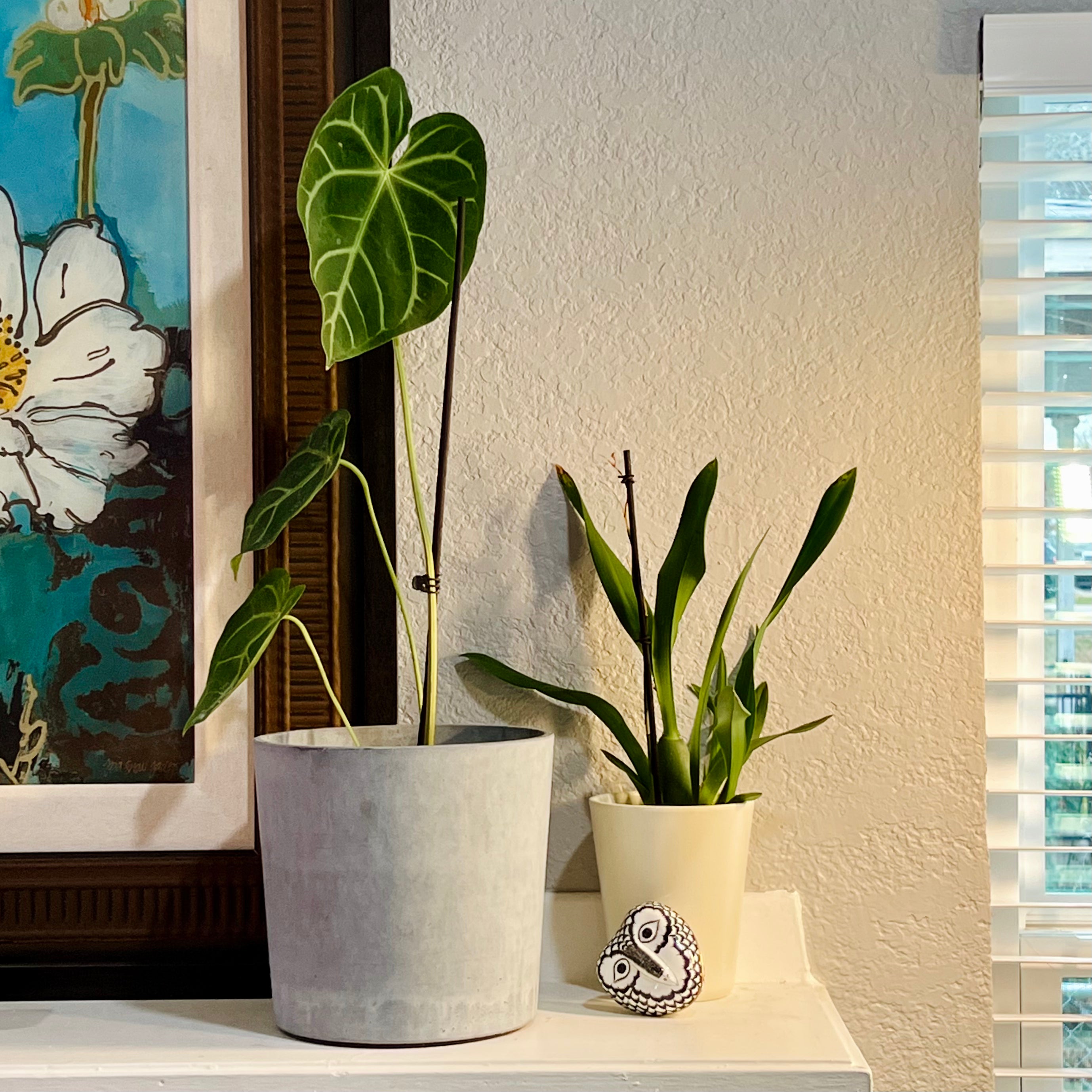 Anthurium Magnificum in 6" pot