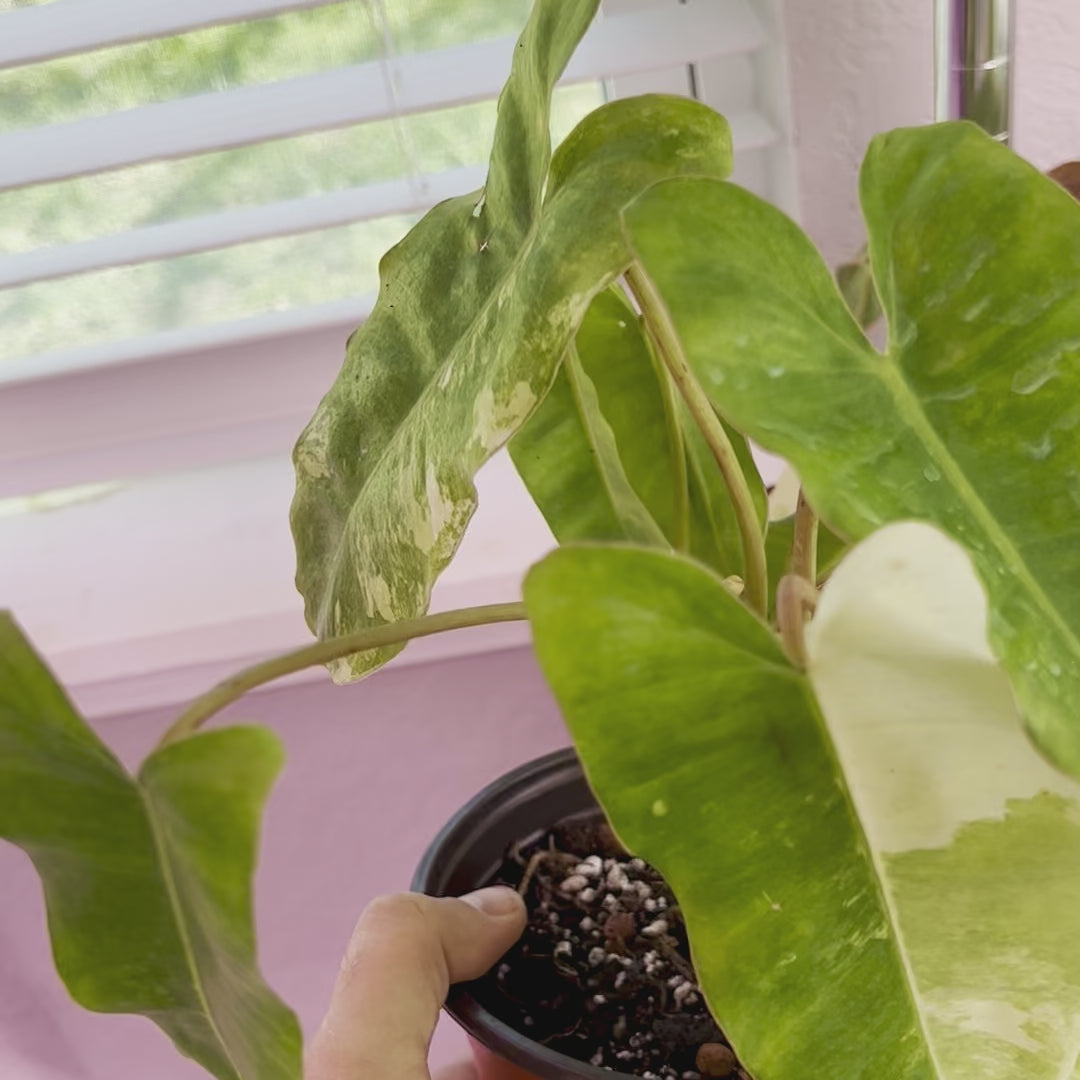 Philodendron Burle Marx Variegated - Medium