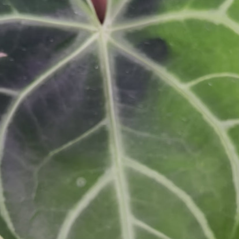 Anthurium Magnificum - Medium