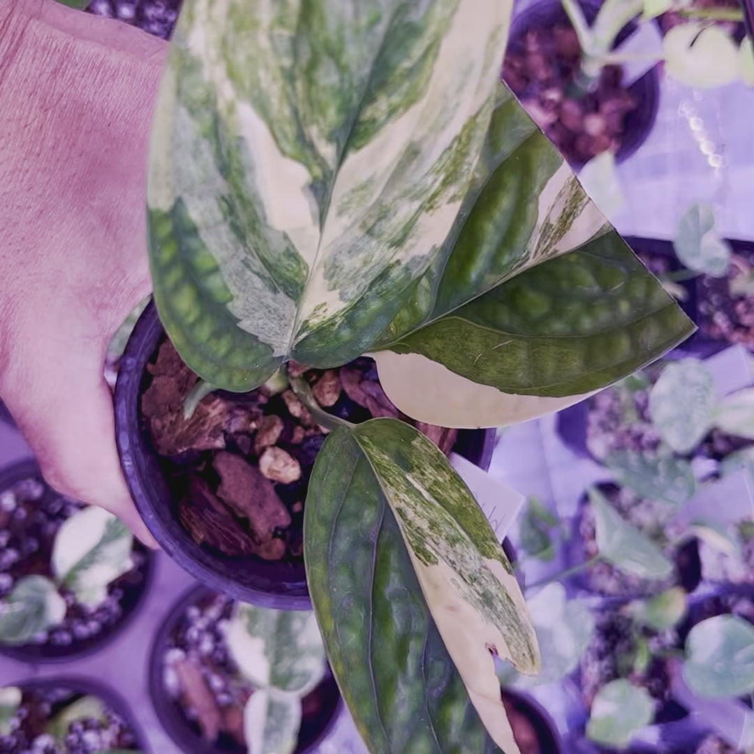 Monstera Peru Karstenianum Variegated - Small