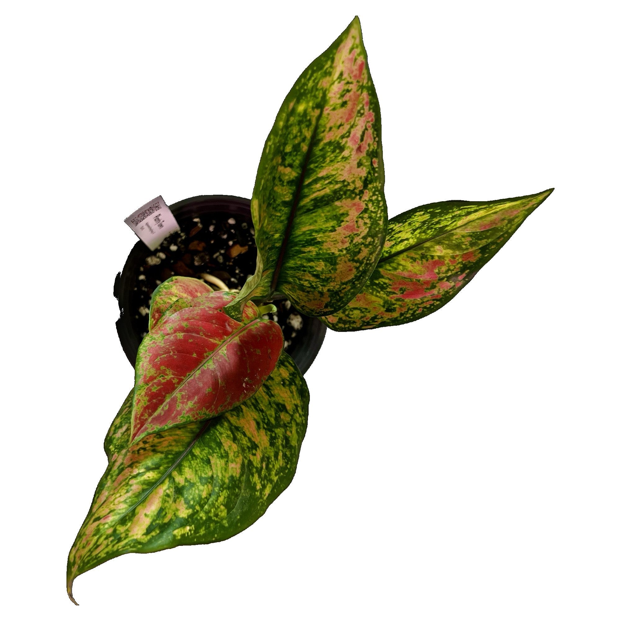 Aglaonema Heng Heng in 6" pot