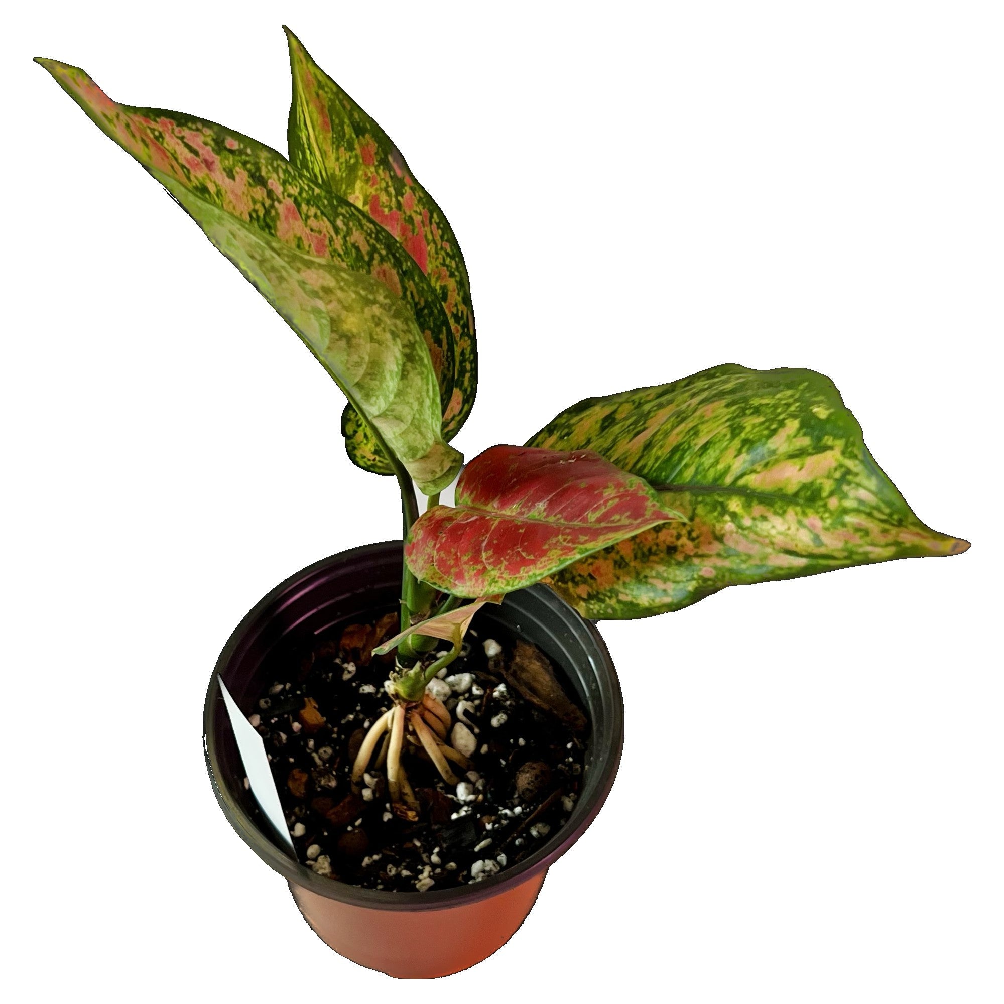 Aglaonema Heng Heng in 6" pot