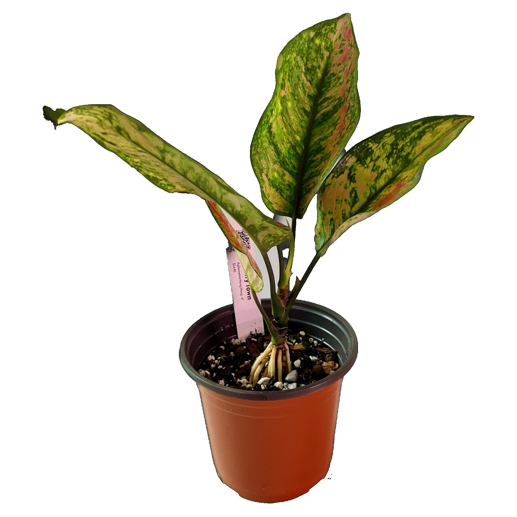 Aglaonema Heng Heng in 6" pot